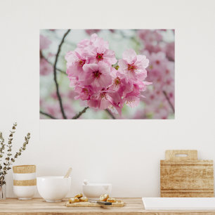 Póster Belleza japonesa, flores de flores de cerezo rosad