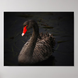 Póster Belleza negra