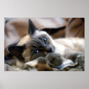 Póster Belleza observada azul