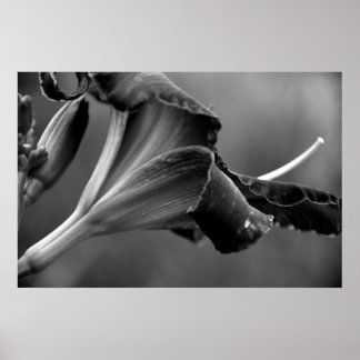 Póster Belleza oscura