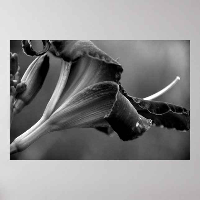 Póster Belleza oscura (Frente)