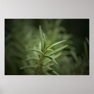 Póster Belleza Rosemaria