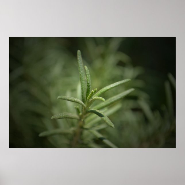 Póster Belleza Rosemaria (Frente)