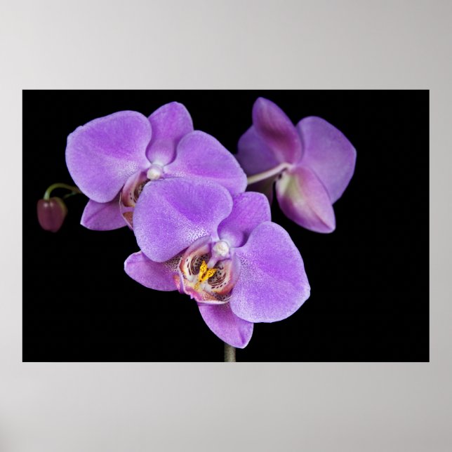 Póster Belleza tropical (Frente)