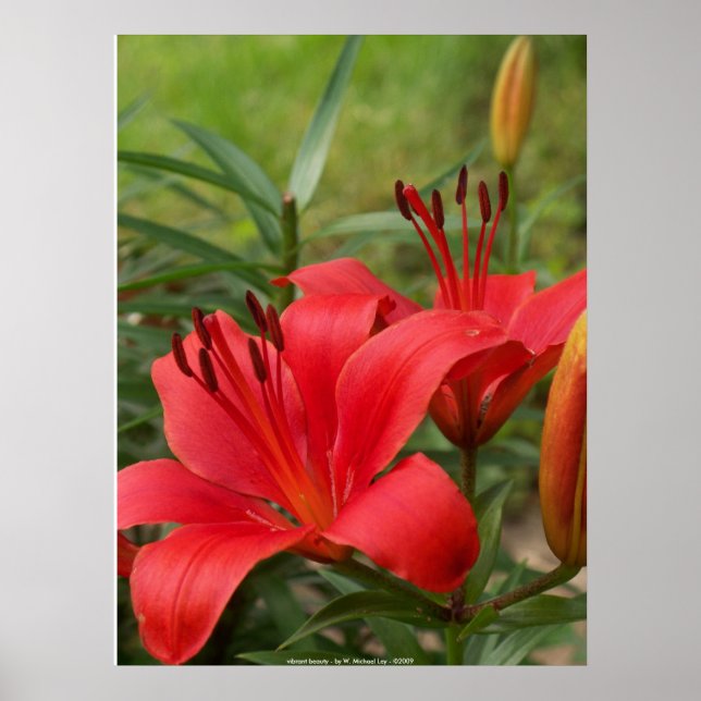 Póster belleza vibrante - por W. Michael Ley - ... (Frente)