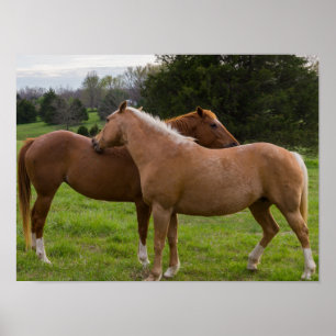 Póster Bellezas de baño