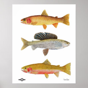 Póster Bellezas de Montana