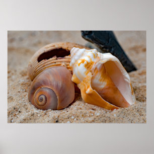 Póster Bellezas de playa rotas #2 Poster