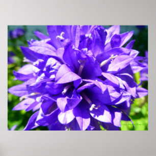 Póster Bellflower agrupada (Campanula glomerata Superba)