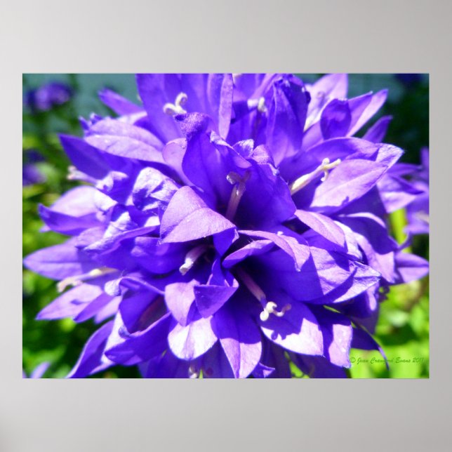 Póster Bellflower agrupada (Campanula glomerata Superba) (Frente)