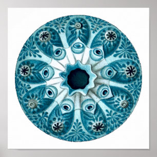 Póster Bello Artes de Botryllus Polycyclus Ernst Haeckel