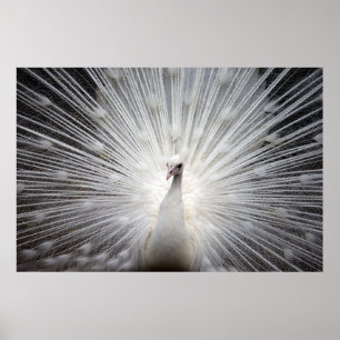 Póster Bello pavo real blanco