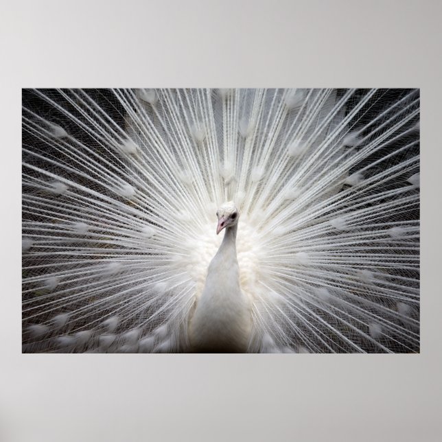 Póster Bello pavo real blanco (Frente)