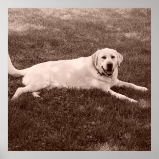 Póster bello recuperador de Labrador