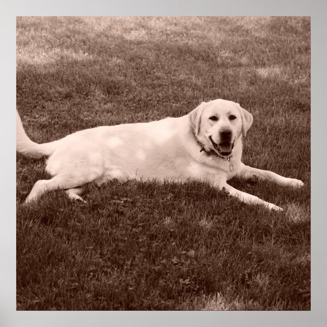 Póster bello recuperador de Labrador (Frente)