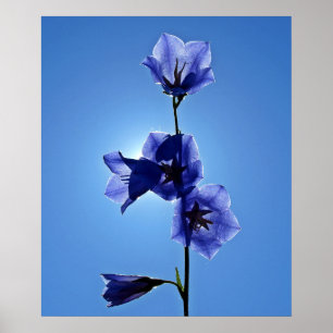 Póster Bellopor azul