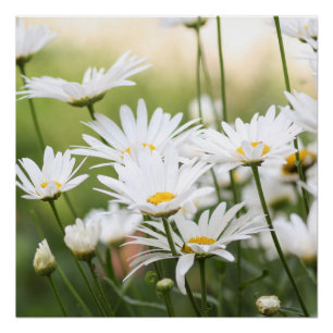 Póster Bellos Daisies Blancos Flores en campo verde
