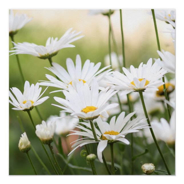 Póster Bellos Daisies Blancos | Flores en campo verde (Anverso)