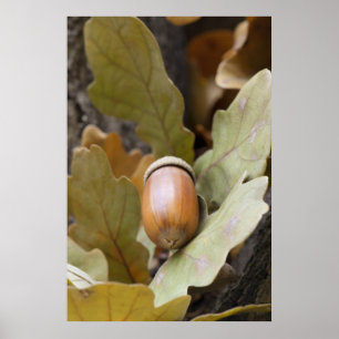 Póster Bellota de roble