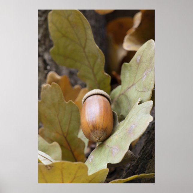 Póster Bellota de roble (Frente)
