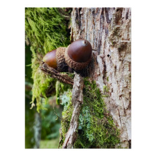 Póster Bellotas caídas en el árbol