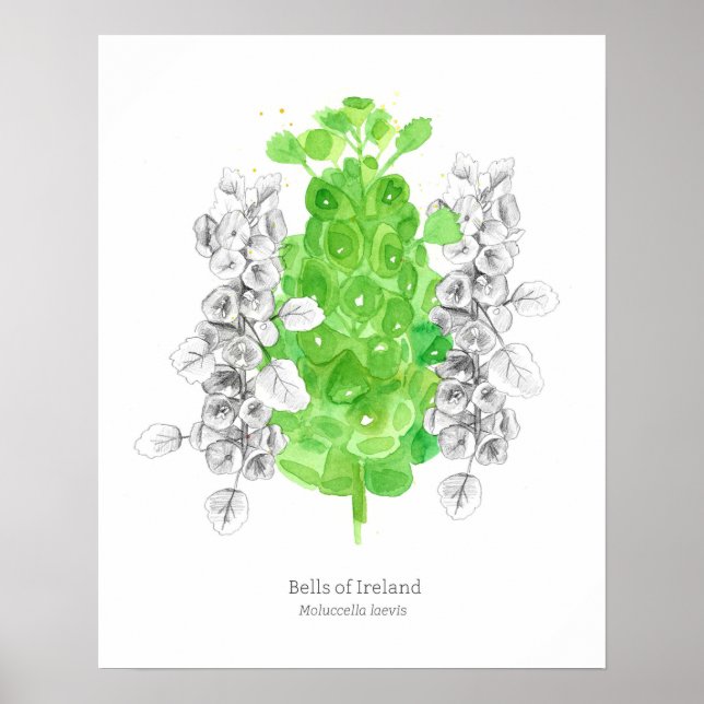 Póster Bells Ireland Lenguaje de flores Buena suerte (Frente)