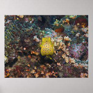 Póster Belly de Boxfish