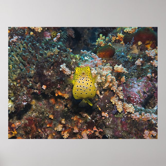 Póster Belly de Boxfish (Frente)