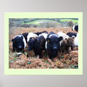 Póster Belted Galloway cattle in Cornwall