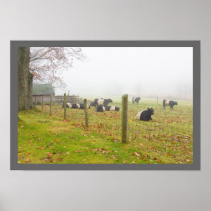 Póster Belted Galloway Cows in Rockport Maine