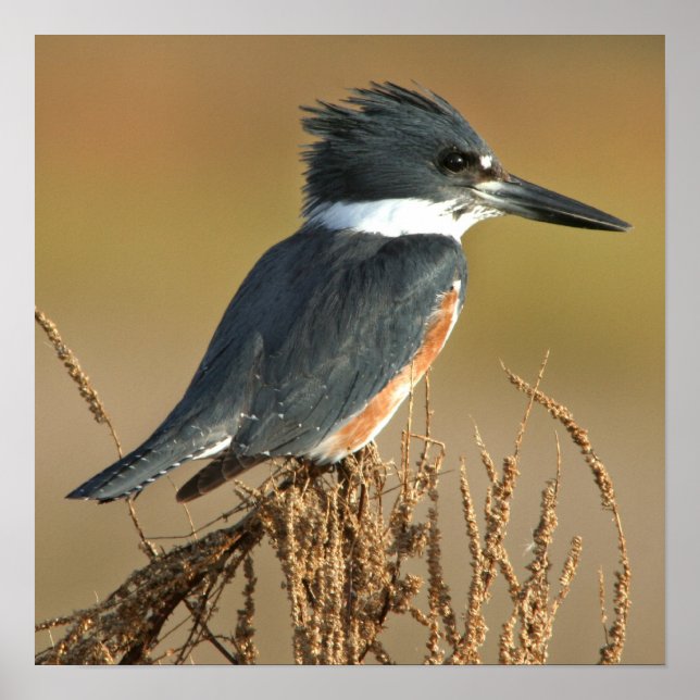 Póster Belted Kingfisher (Frente)