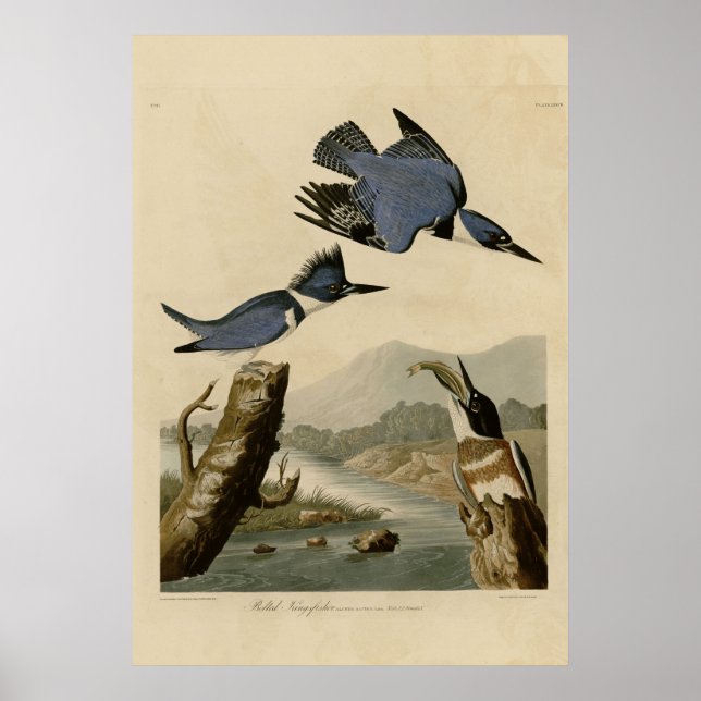 Póster Belted Kingfisher (Frente)