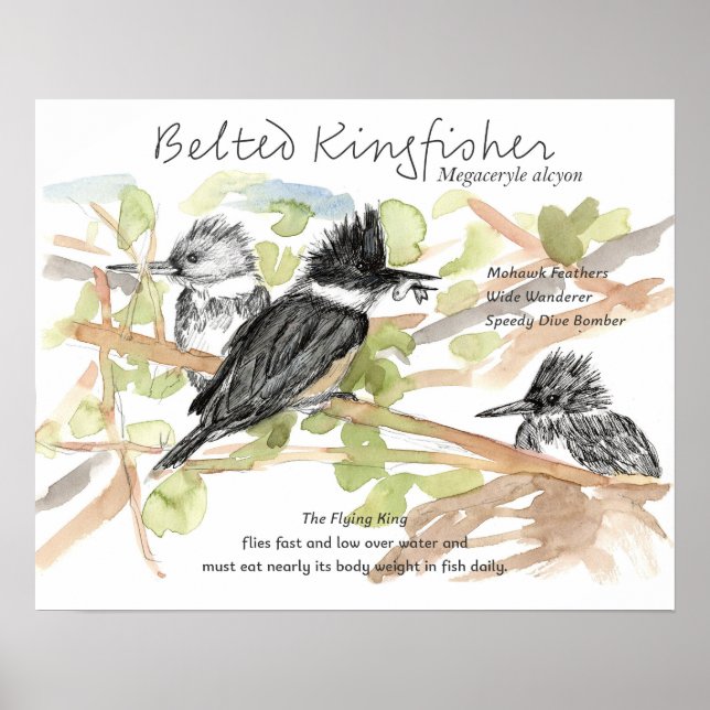 Póster Belted Kingfisher Bird Minnow Fish Trees (Frente)