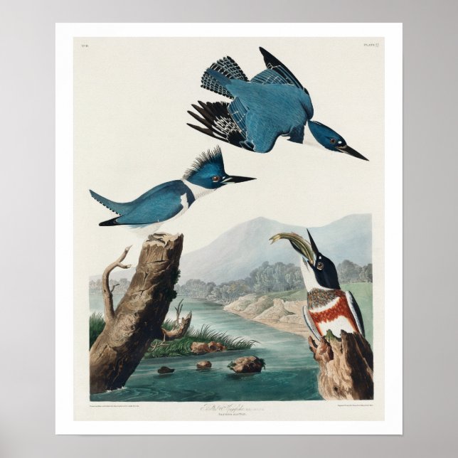 Póster Belted Kingfisher by Audubon Poster (Frente)
