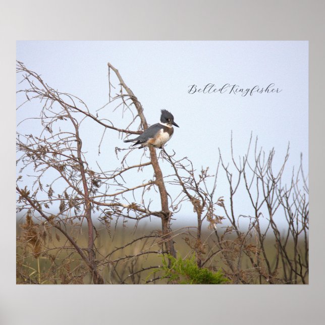 Póster Belted Kingfisher Photo Poster (Frente)