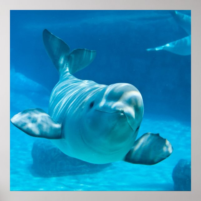 Póster Beluga Whale (Frente)