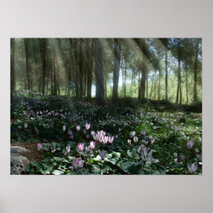 Póster Ben Shemen Forest in Israel, Holy Land