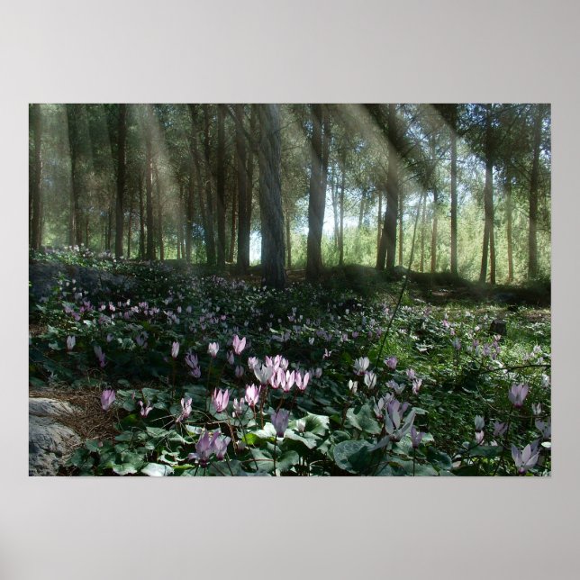 Póster Ben Shemen Forest in Israel, Holy Land (Frente)