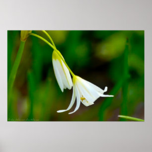 Póster "Bendición con Grace" falso Poster de ajo