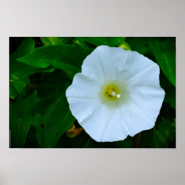 Póster Bendición de la naturaleza