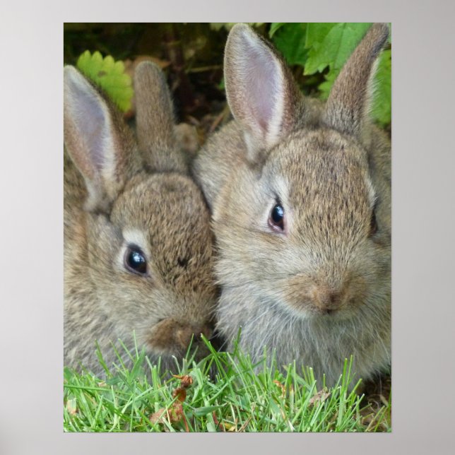 Póster Bendiciones y fe de los conejos de conejito de (Frente)