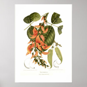 Póster Bengal kino