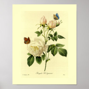 Póster Bengal Rosa Botánico Floral