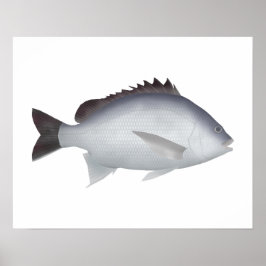 Póster Bengal Yellowfin Seabream