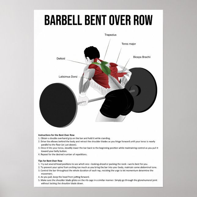 Póster Bent Over Row - Ejercicio - Gráfico de anatomía mu (Frente)