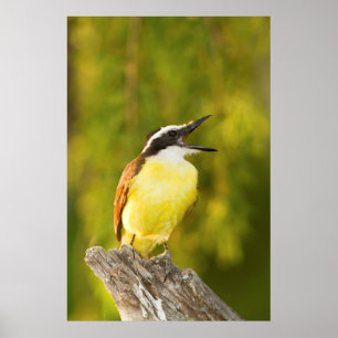 Póster Benteveo grande llamando desde percha