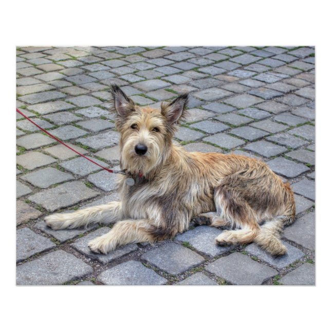 Póster Berger de Picardie (Anverso)