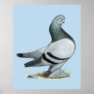 Póster Berliner Tumbler Pigeon Blue Bar