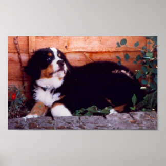 Póster bernese mountain dog puppy poster