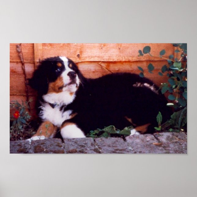 Póster bernese mountain dog puppy poster (Frente)